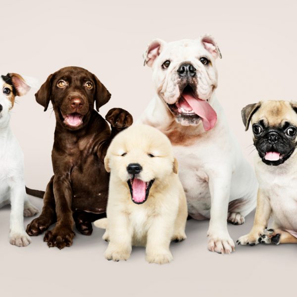 diferentes tipos de cães de um petshop